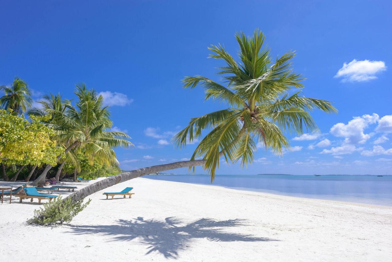 White sand beach with palm trees and turquoise sea